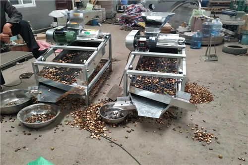 昌黎茶籽去皮机价格及设备销售指南